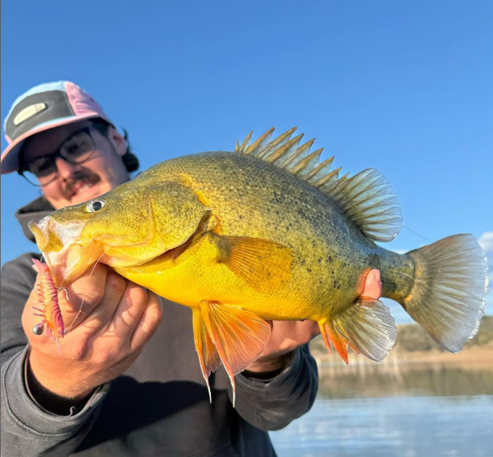 Stinger Shrimp 55 Finesse