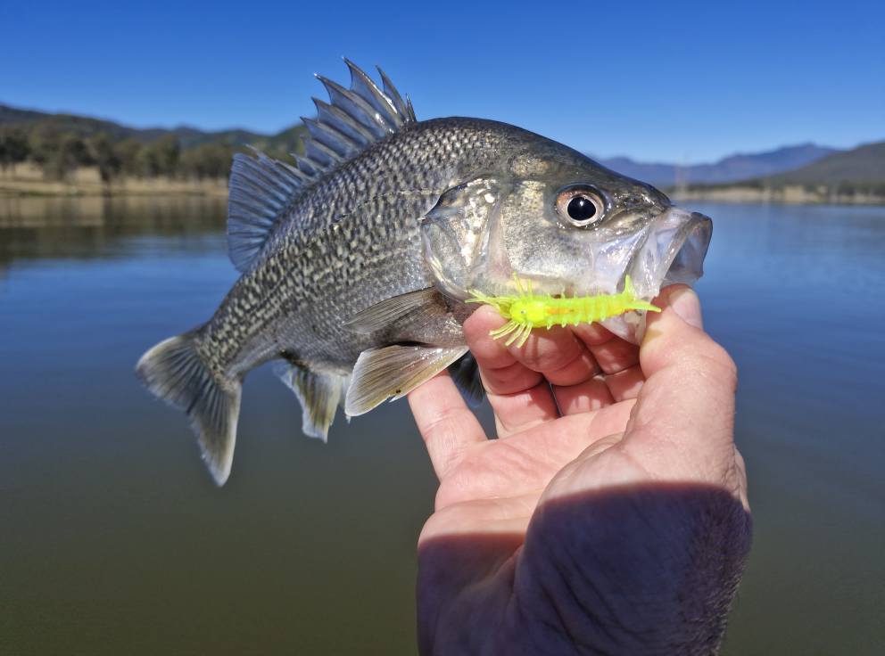 Stinger Shrimp 55 Finesse