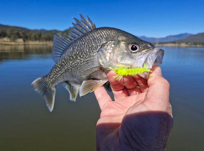 Stinger Shrimp 55 Finesse