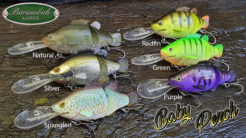 Baby Perch 8+