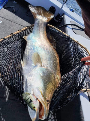 Bony Shad