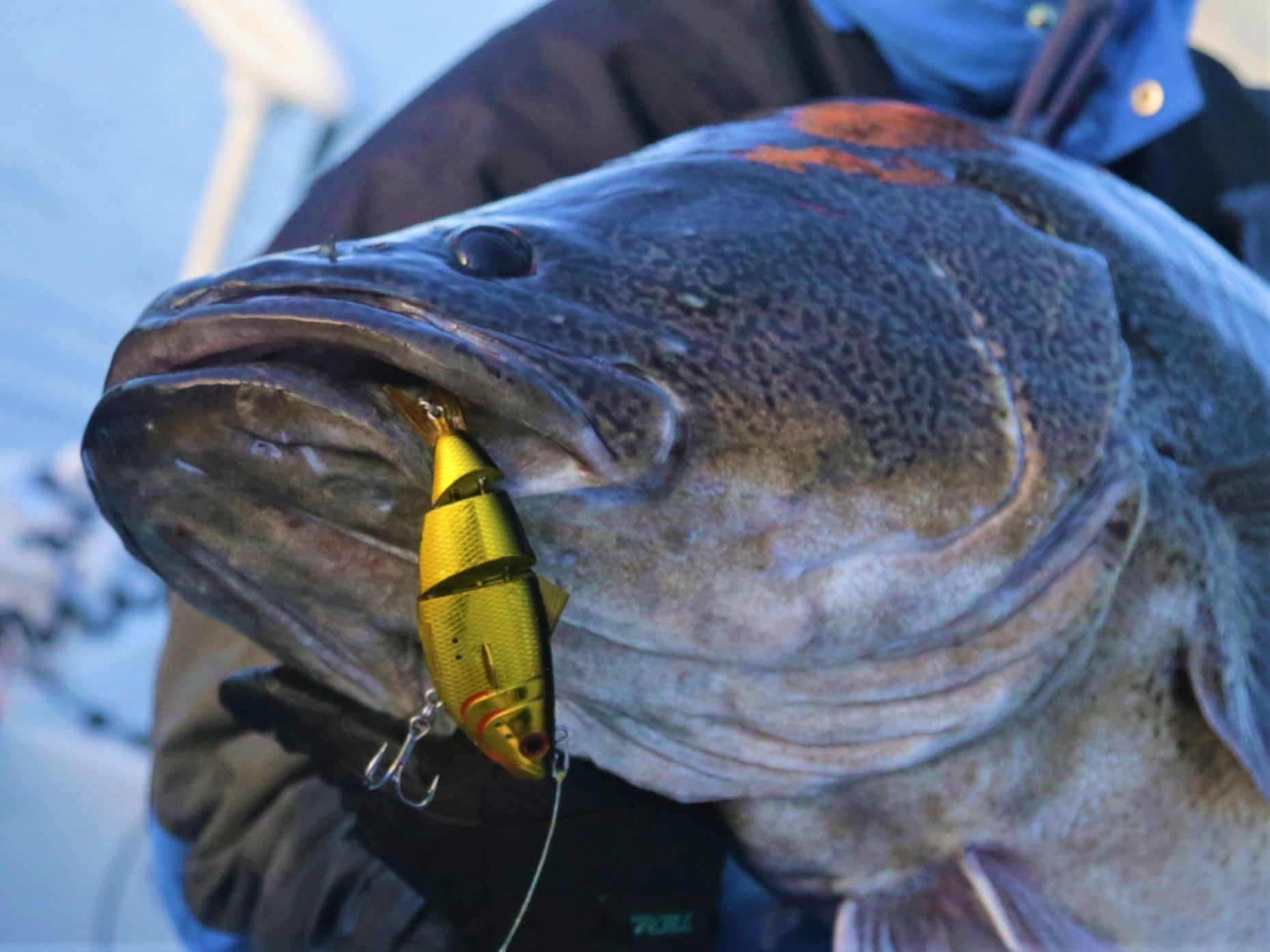 Bony Shad